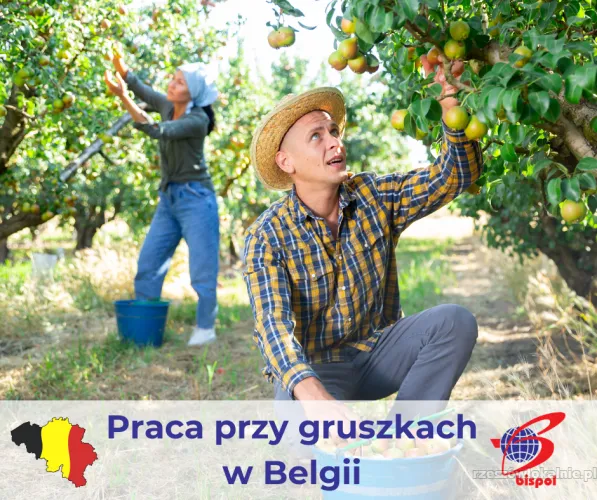 Przerywka młodych gruszek